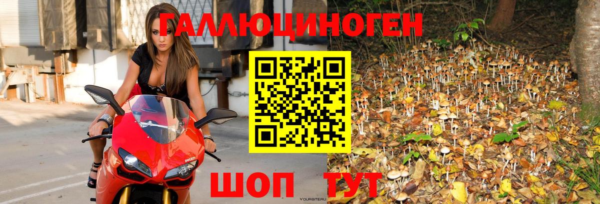 Галлюциногенные грибы Psilocybine cubensis Фрязино